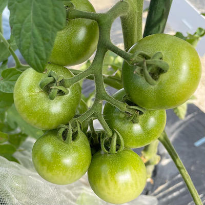 中玉トマト栽培