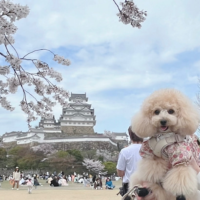 姫路城と犬