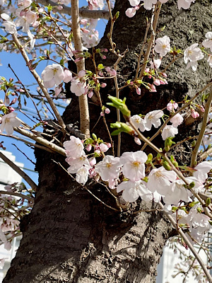 桜と幹