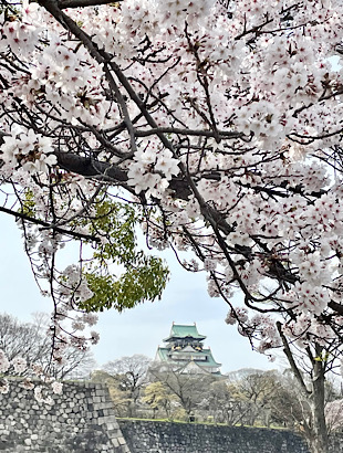 桜満開 大阪城
