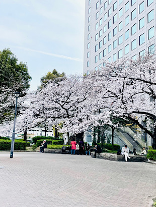 公園桜満開