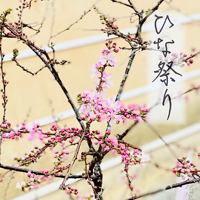 梅の花とひな祭り 文字