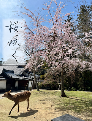 奈良 鹿と桜